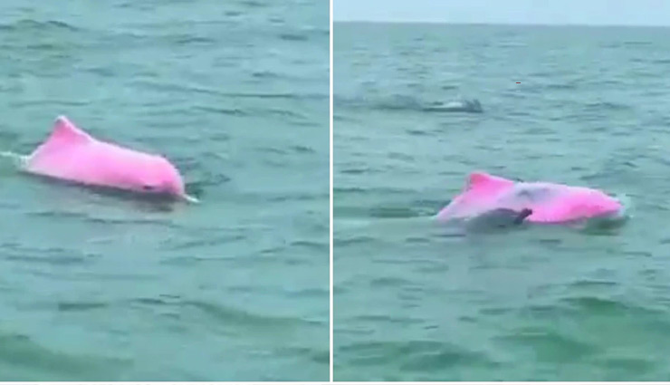 समुंद्र में दिखी गुलाबी रंग की डॉल्फिन, लोगों ने कहा- ये तो कमाल हो गया 