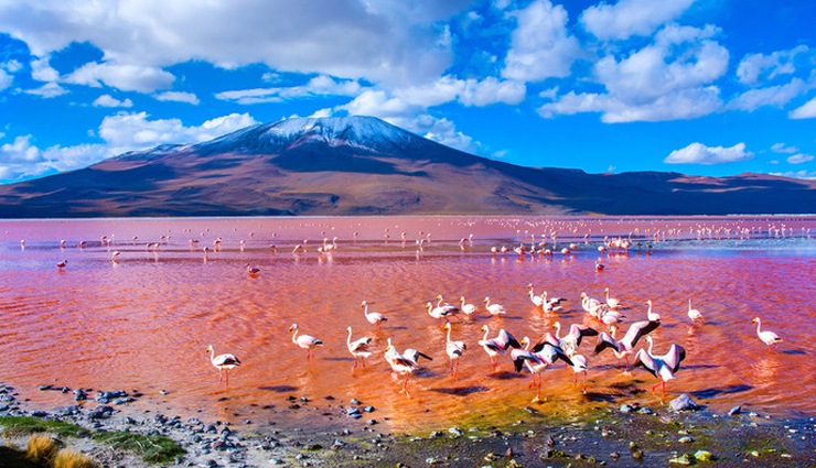 natural pink lakes,natural pink lakes in the world,pink lakes,lake hillier,australia,lake rose,senegal,lake coloradas,mexico,las salinas de torrevieja,spain,lake masazir,azerbaijan,lake natron,tanzania,hutt lagoon,australia