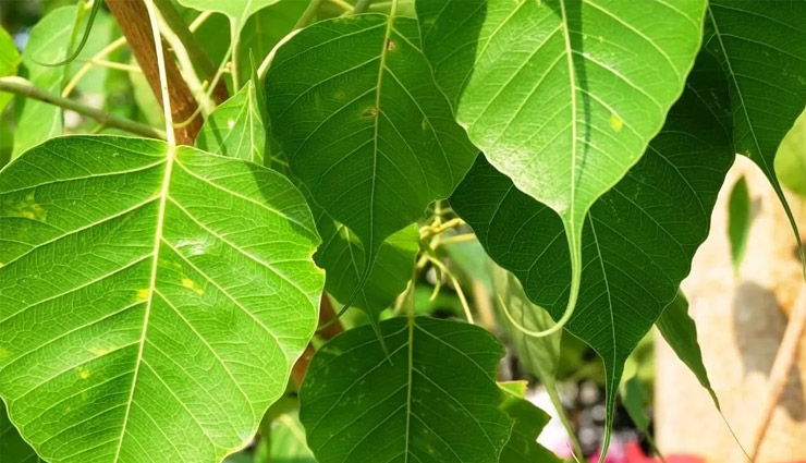 vastu,vastu tips for home,simple vastu tips,inauspicious tree front of house,tree vastu,vastu related to trees