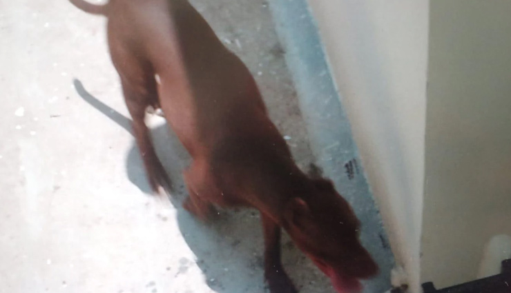 पड़ोसियों ने बताई Pitbull के हमले की दिल दहला देने वाली कहानी, कहा - करीब एक घंटे तक खाता रहा सुशीला का मांस