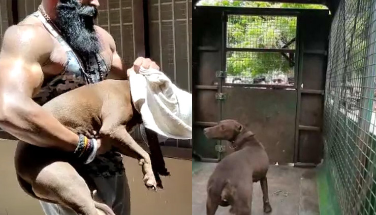 लखनऊ : 80 साल की सुशीला को मार डालने वाले पिटबुल को नगर निगम ने किया जब्त, लाइसेंस भी किया कैंसिल