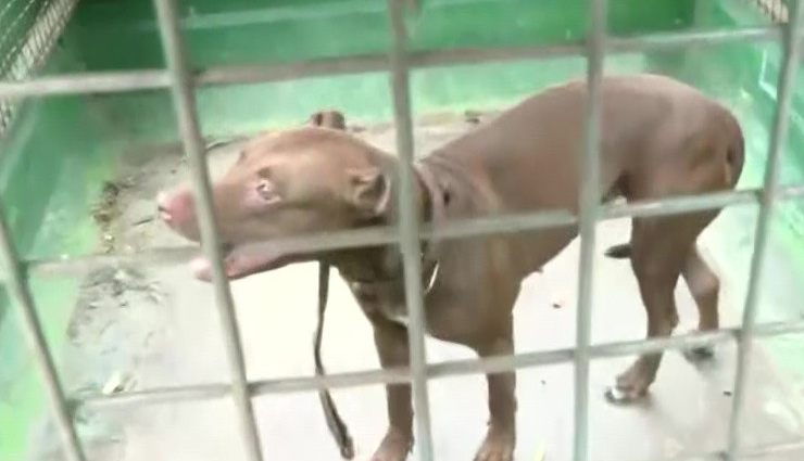 Pitbull Attack: बेटे ने बताया - पिटबुल कुत्ते ने मां को क्यों नोच-नोच कर मार डाला 