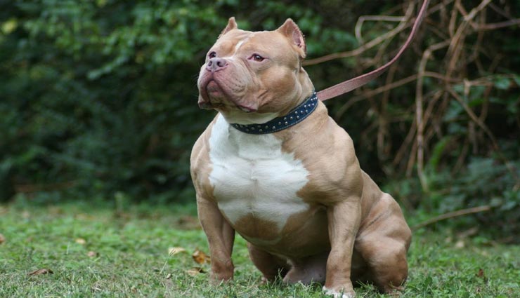 weird dogs,dangerous dogs,world most dangerous dogs,banned on dogs