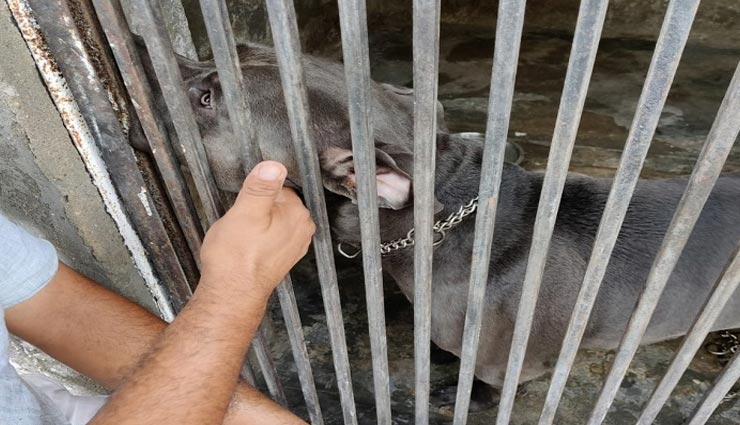 जयपुर : नगर निगम की सलाखों के पीछे पहुंचा बच्चे को नोंचने वाला कुत्ता पिटबुल, 7 दिनों तक होगी मॉनिटरिंग