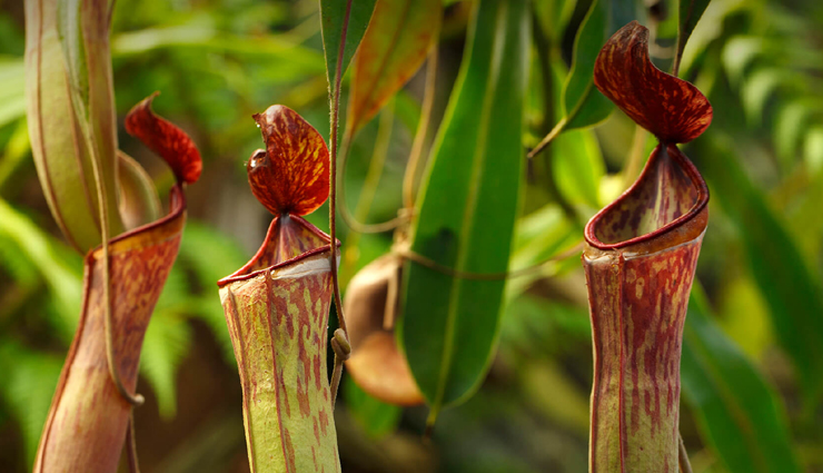weird flowers,weird flowers in the world,holidays,travel