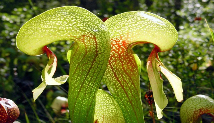 home tips,gardening tips,germ free plants,mosquito tips