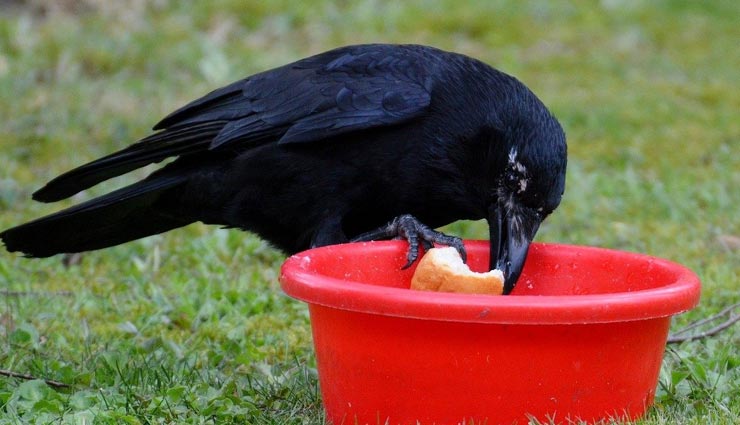 astrology tips,astrology tips in hindi,shraddha rules,pitru paksha