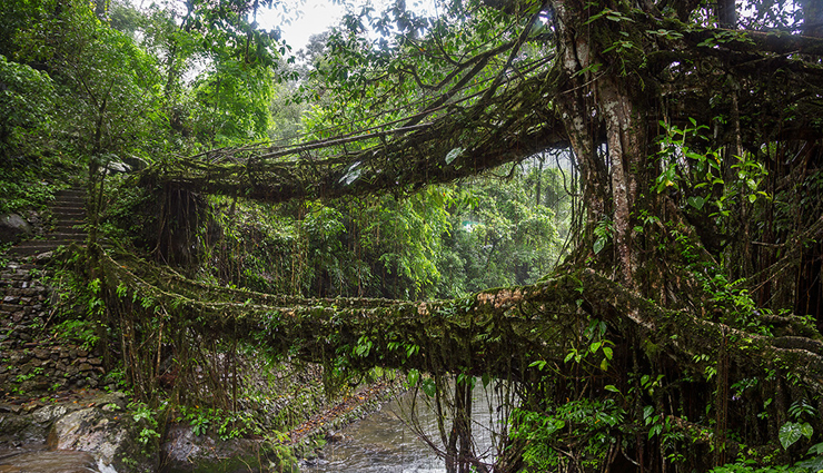 place to visit in meghalaya double decker root bridge