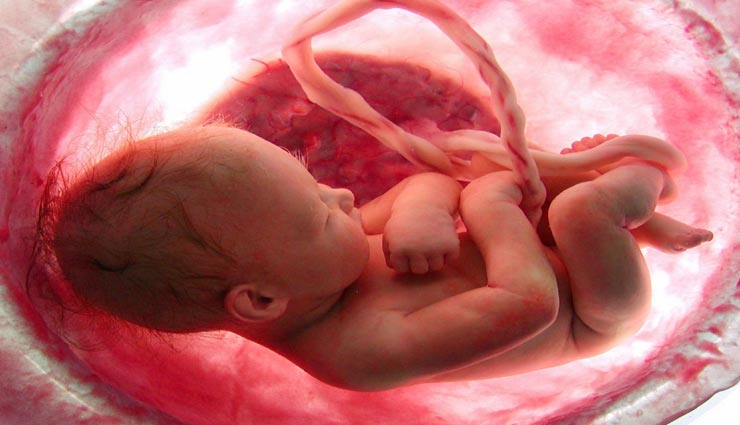 मां का गर्भनाल तक खा जाते हैं चीनी, कारण और भी हैरान करने वाला