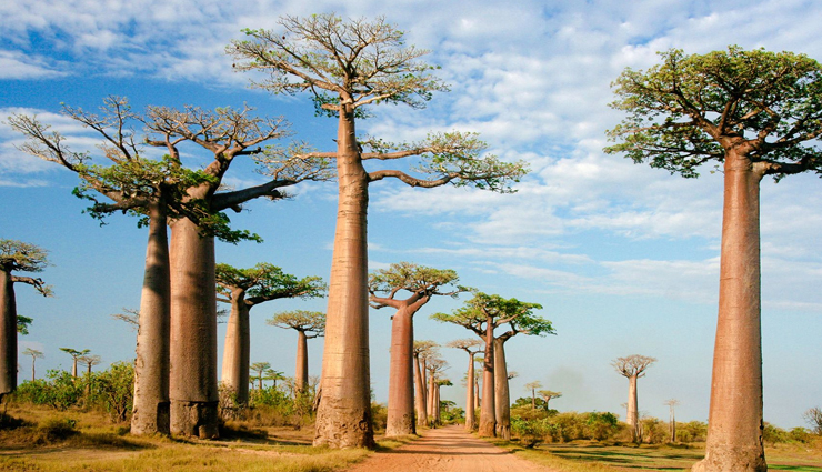 places to visit before disappear,places around the world,madagascar,maldives,great barrier reef,dead sea,amazon rainforest,mt kilimanjaro