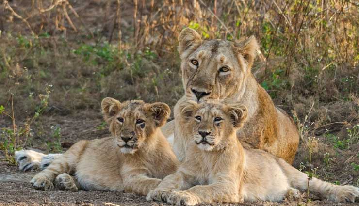gir forest national park,sabarmati ashram,dwarkadhish temple,the great rann of kutch,akshardham temple,places to visit in gujarat,gujarat tourism