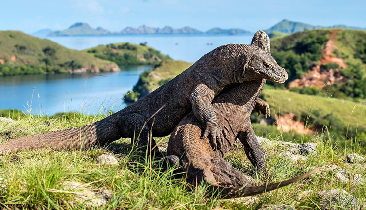 dieng plateau,borobudur temple,komodo national park,raja ampat,mount bromo,ubud,lake toba,tana toraja,tanjung puting national park,beautiful places,beautiful places in indonesia,indonesia