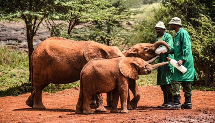 maasai mara,david sheldrick wildlife trust,aberdare ranges waterfalls,cradle of mankind,ol pejeta conservancy,places in kenya,kenya,attractions in kenya