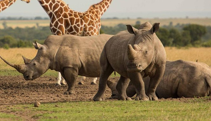 maasai mara,david sheldrick wildlife trust,aberdare ranges waterfalls,cradle of mankind,ol pejeta conservancy,places in kenya,kenya,attractions in kenya