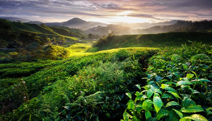 cameron highlands,petronas twin towers,perhentian islands,langkawi,mulu caves,attractions in malaysia,places to visit in malaysia