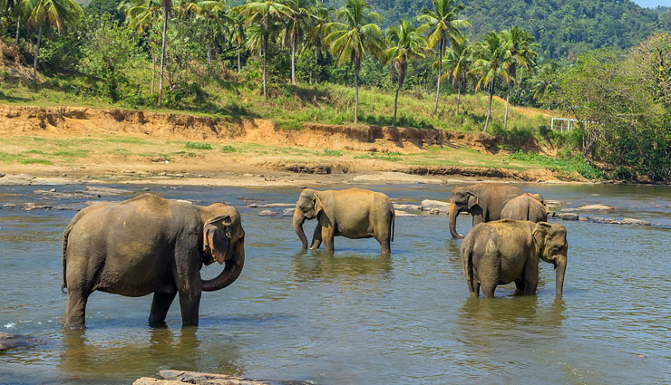 sri lanka,places to visit in sri lanka,tourist spots of sri lanka,the tangalle beach,south east coast,bentota west coast,jaffna,north west,yala national park,negombo