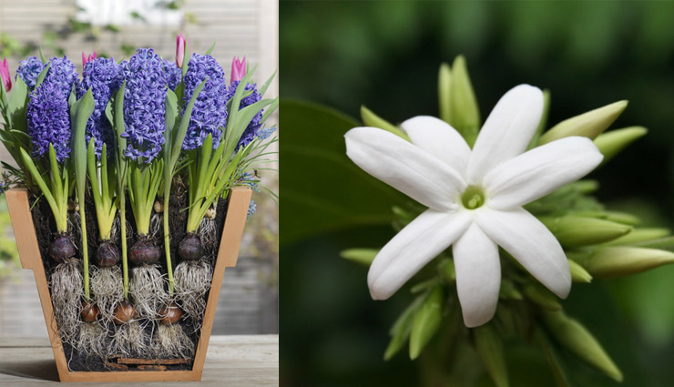 air purifier plants,household tips,levender plant,chameli,spider plant,aloevera