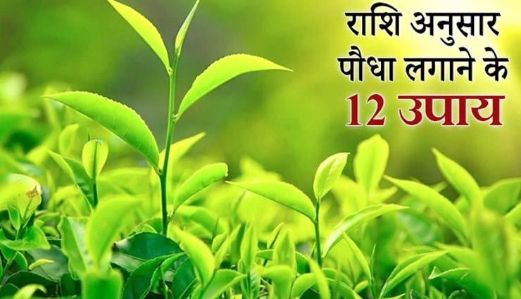 राशिनुसार लगाएं पौधा, बढ़ने के साथ ही ग्रह नक्षत्र होंगे सही