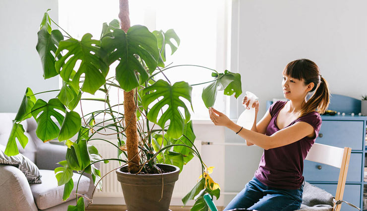 homemade insecticides,natural insecticides,plant care tips,insecticides for plant care,home decor tips,gardening tips,household tips