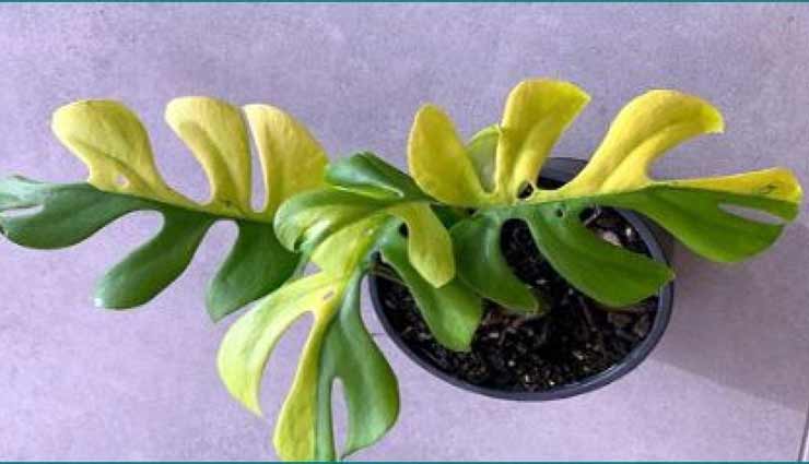 आखिर इस पौधे में क्या हैं ऐसी खासियत, कीमत लगाईं गई 6 लाख 