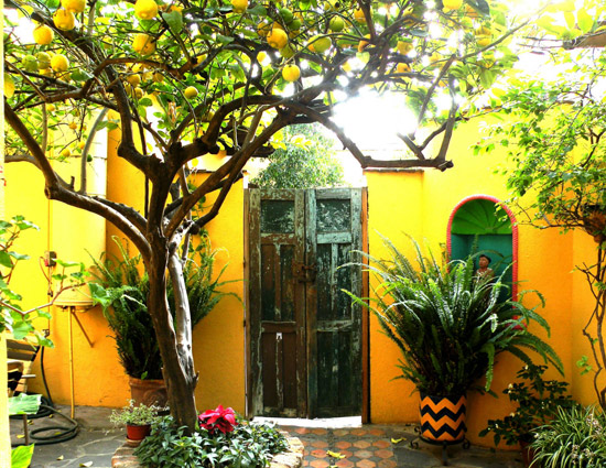 5 Reasons To Plant More Trees at Home