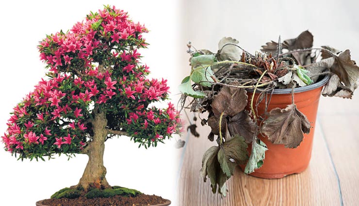 plants at home,jyotish ,घर,पौधे