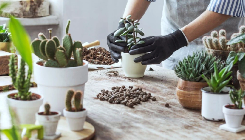 वास्तु शास्त्र के अनुसार घर में नहीं लगाने चाहिए ये पौधे, माने जाते हैं अशुभ