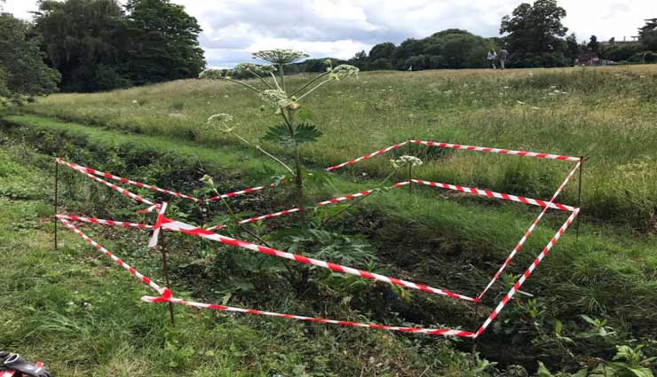 इस जहरीले पौधे को छूने मात्र से ही चली जाती हैं जान weird news,weird plant,most poisonous plant,hogweed