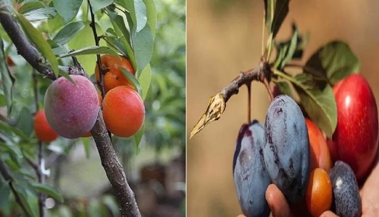 अनोखा पेड़ जिस पर एकसाथ लगते हैं 40 तरह के फल! कीमत आपके होश उड़ा देगी