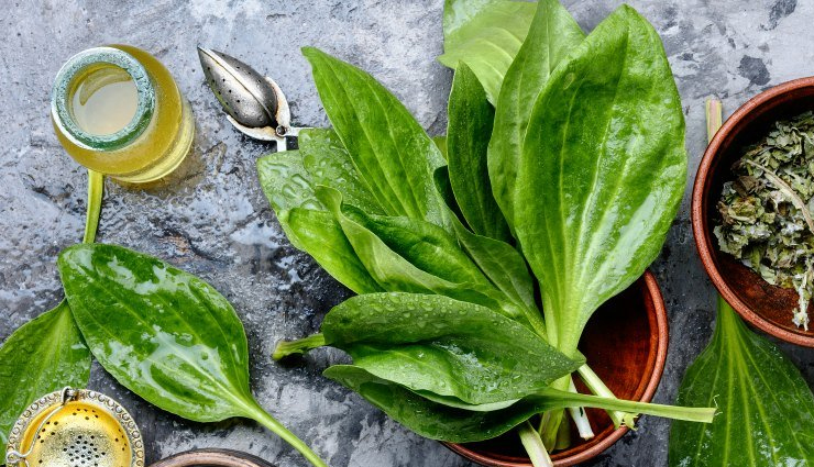 6 Least Known Benefits of Plantain Herb for Skin and Hair