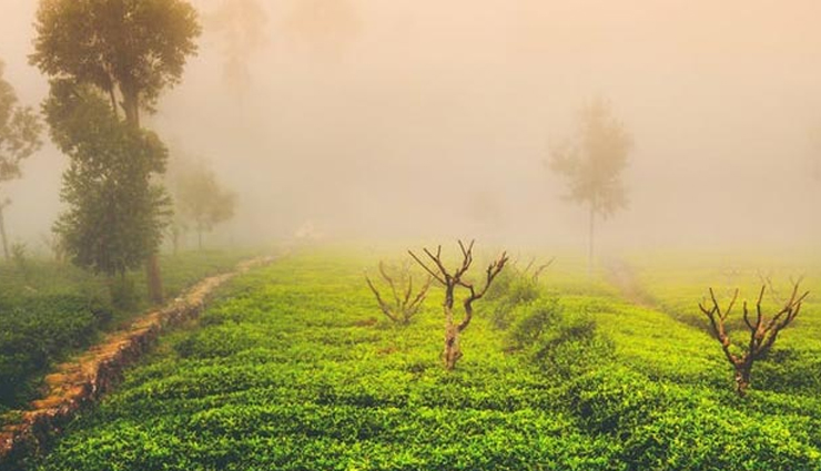 5 Plantation Holidays You Can Enjoy in India