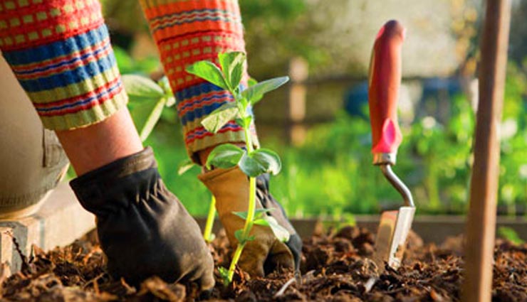 mistakes to avoid during planting vegetable,planting vegetable,household tips
