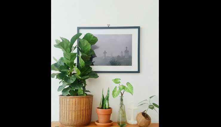 plants friendly,decorating home with plants,plants,indoor plants