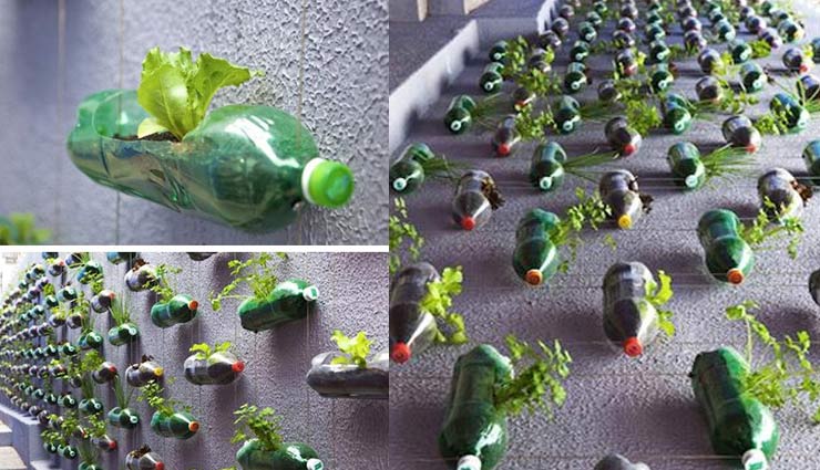 plants growing tips,grow plants in bottles,plastic bottles uses in home,home decor tips,household tips