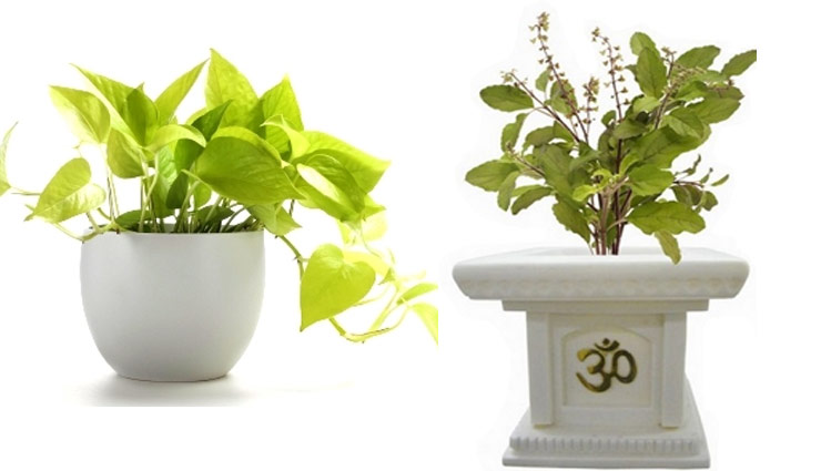 you can change your future by putting  these plants at right place