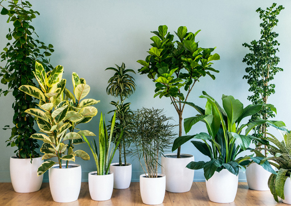 tips to decorate house,easy ways to decorate house,chandelier,plants,cushions,wall hangings,wallpaper,household tips,decorating house tips