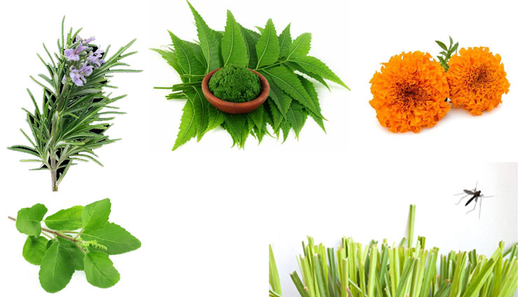 plants,mosquitoes,neem,rosemary,marigold,citronella grass,household,household tips