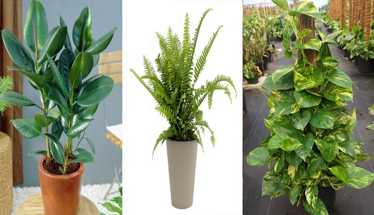 summers tips,home coolness tips,natural tips to cool house,cool house by plants