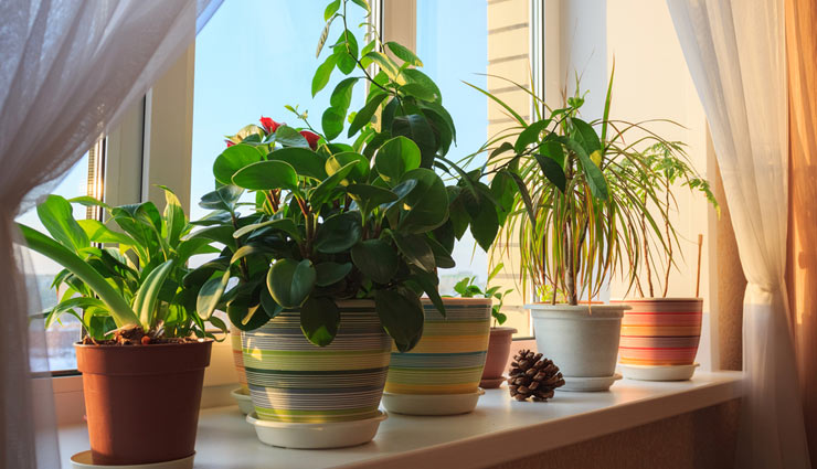 5 Ways To Make Your Home Plants Friendly