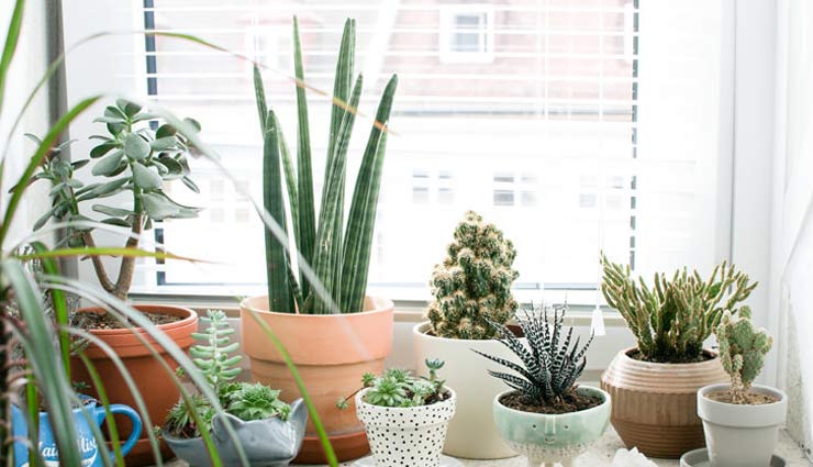 अपने ड्राइंग रूम की खूबसूरती में लगाएं चार चाँद, इन इंडोर प्लांट्स की मदद से