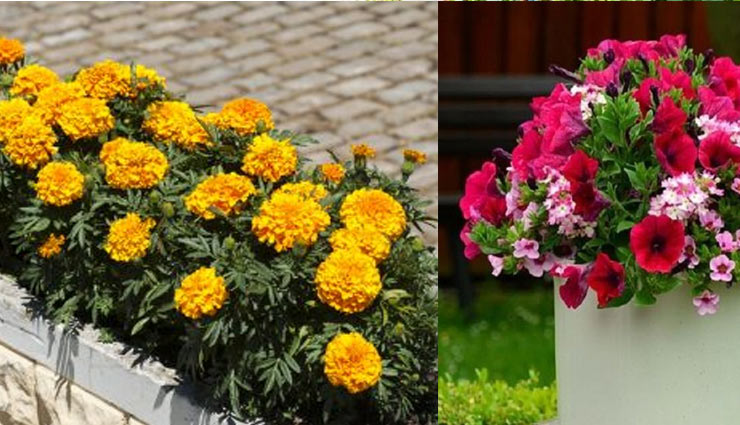 बालकनी को सजाएं इन पौधों से, दे अपने घर को नया लुक balcony decor,home decor tips,home decor,plants for balcony,balcony plants,tips to plant plants in balcony,household tips