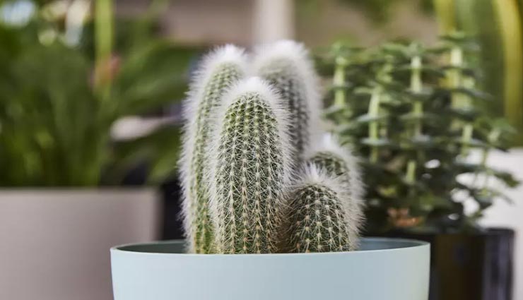 vastu tips in hindi,grief in the house,vastu defects in the house,things keep vastu defects