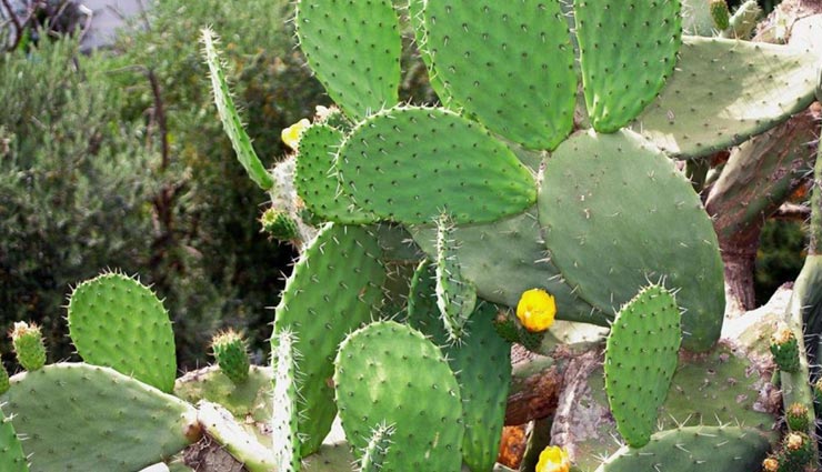 vastu tips in hindi,postive energy,vastu dosh,negativity in home