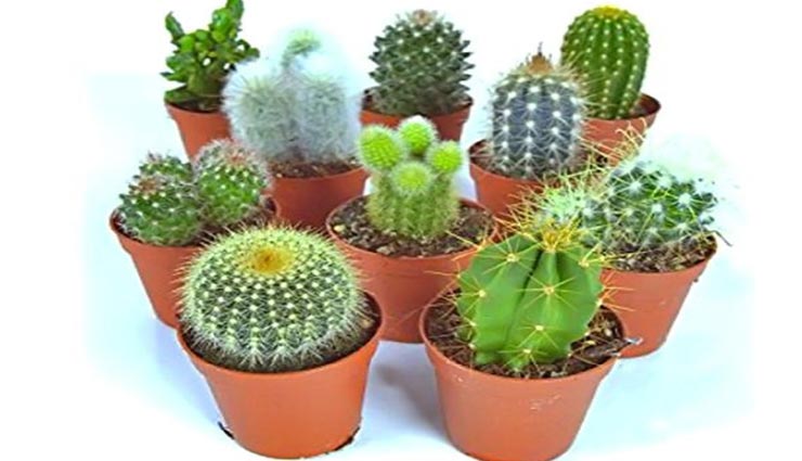 vastu tips,vastu tips in hindi,misfortunate in life,negativity in life