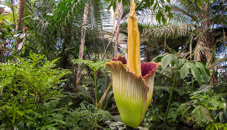 6 Most Strange Plants From Around The World