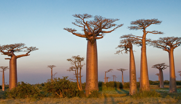 unusual plants worldwide,strange and unique plant species,bizarre plants from around the world,extraordinary global plant life,uncommon flora discoveries,weird and rare botanical wonders,odd plants and trees globally,exotic plant species list,unusual plant habitats,unique botanical wonders