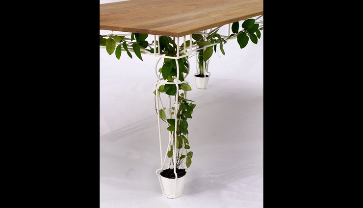 plants friendly,decorating home with plants,plants,indoor plants