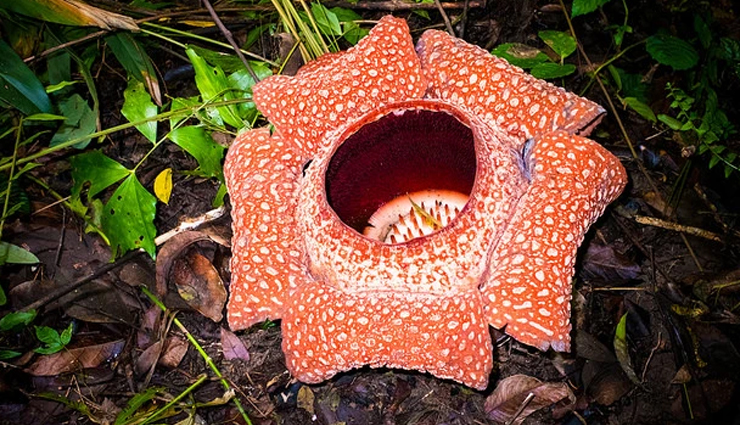 unusual plants worldwide,strange and unique plant species,bizarre plants from around the world,extraordinary global plant life,uncommon flora discoveries,weird and rare botanical wonders,odd plants and trees globally,exotic plant species list,unusual plant habitats,unique botanical wonders