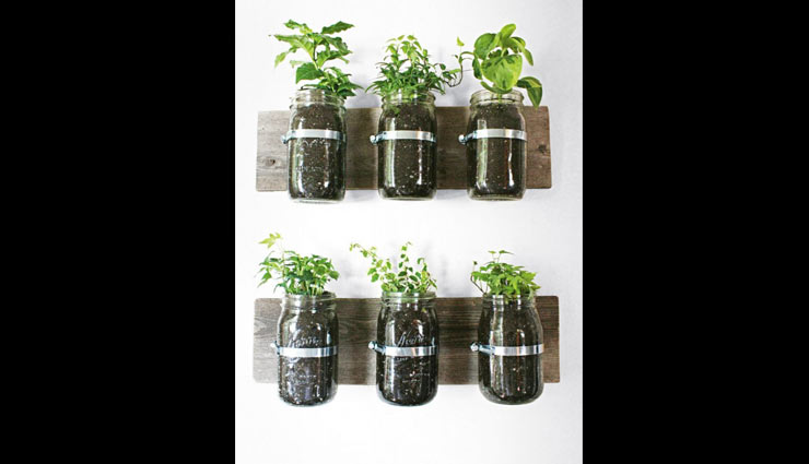 plants friendly,decorating home with plants,plants,indoor plants