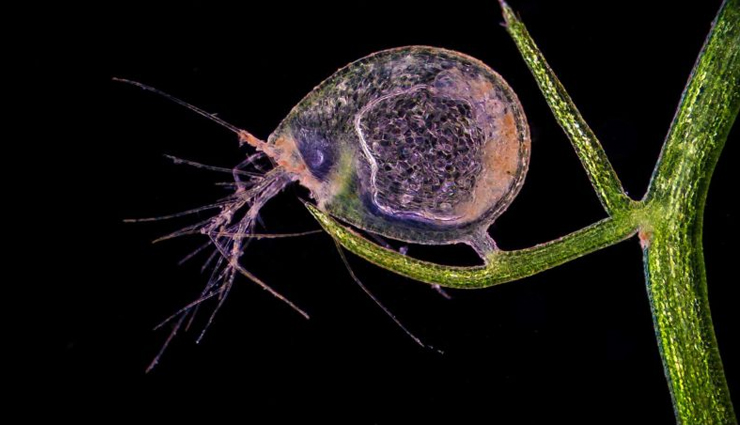 unusual plants worldwide,strange and unique plant species,bizarre plants from around the world,extraordinary global plant life,uncommon flora discoveries,weird and rare botanical wonders,odd plants and trees globally,exotic plant species list,unusual plant habitats,unique botanical wonders